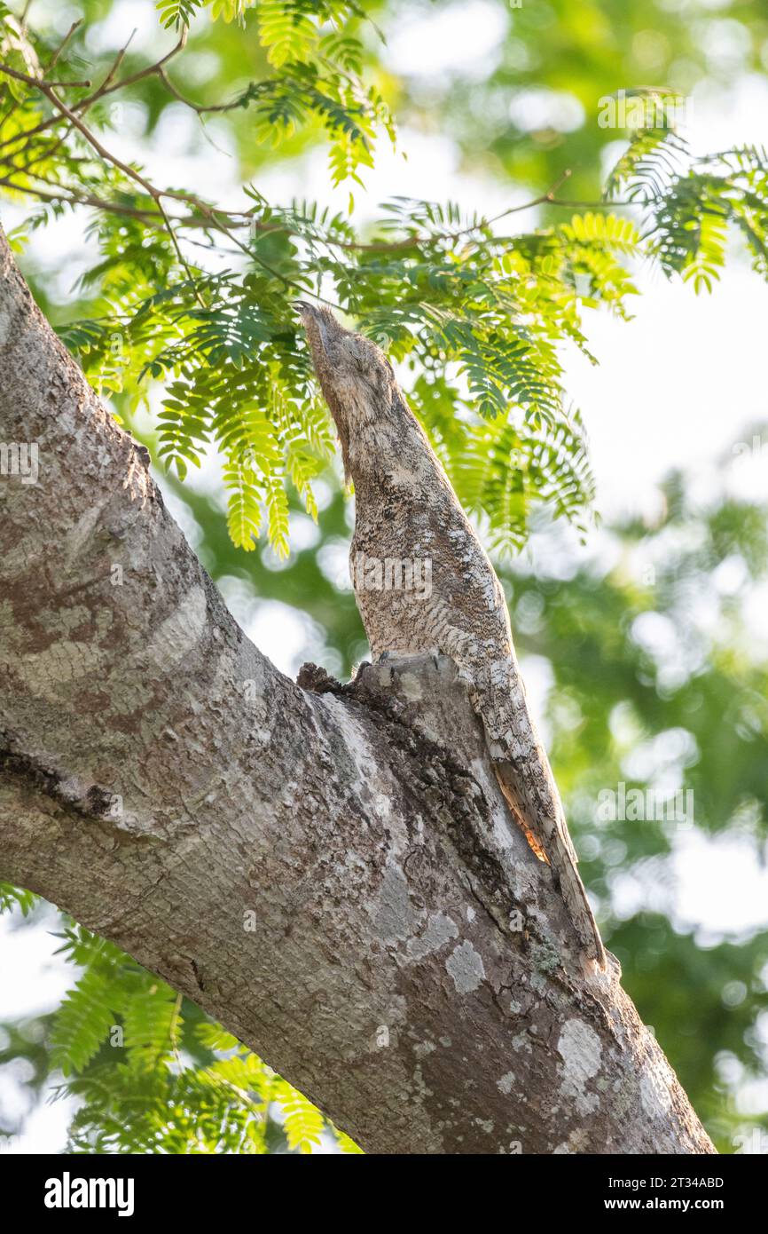 Beautiful Potoo bird camouflaged as tree branch in the Pantanal Stock Photo