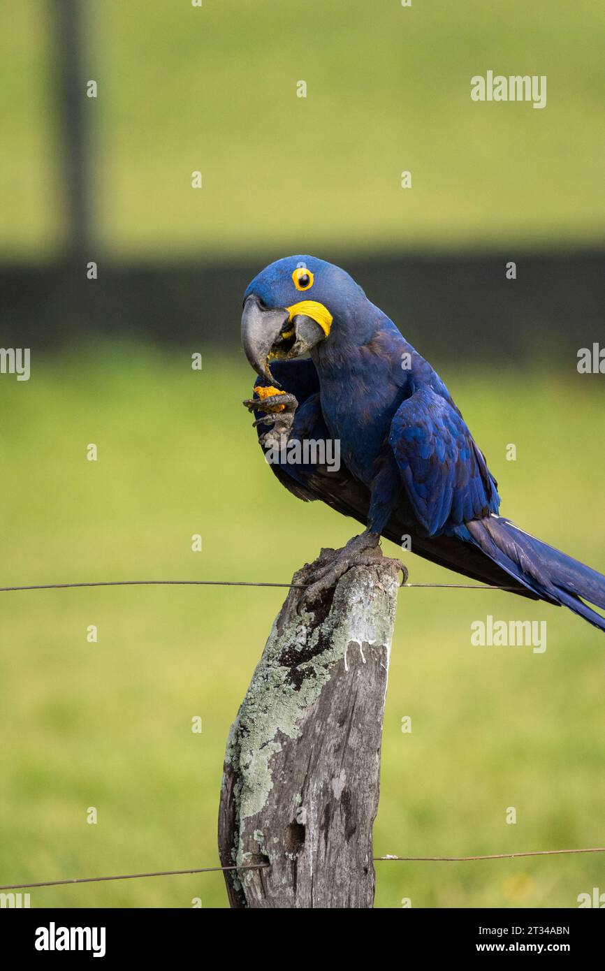 Hyacinth Macaw eating nut on fence in the Brazilian Pantanal Stock Photo
