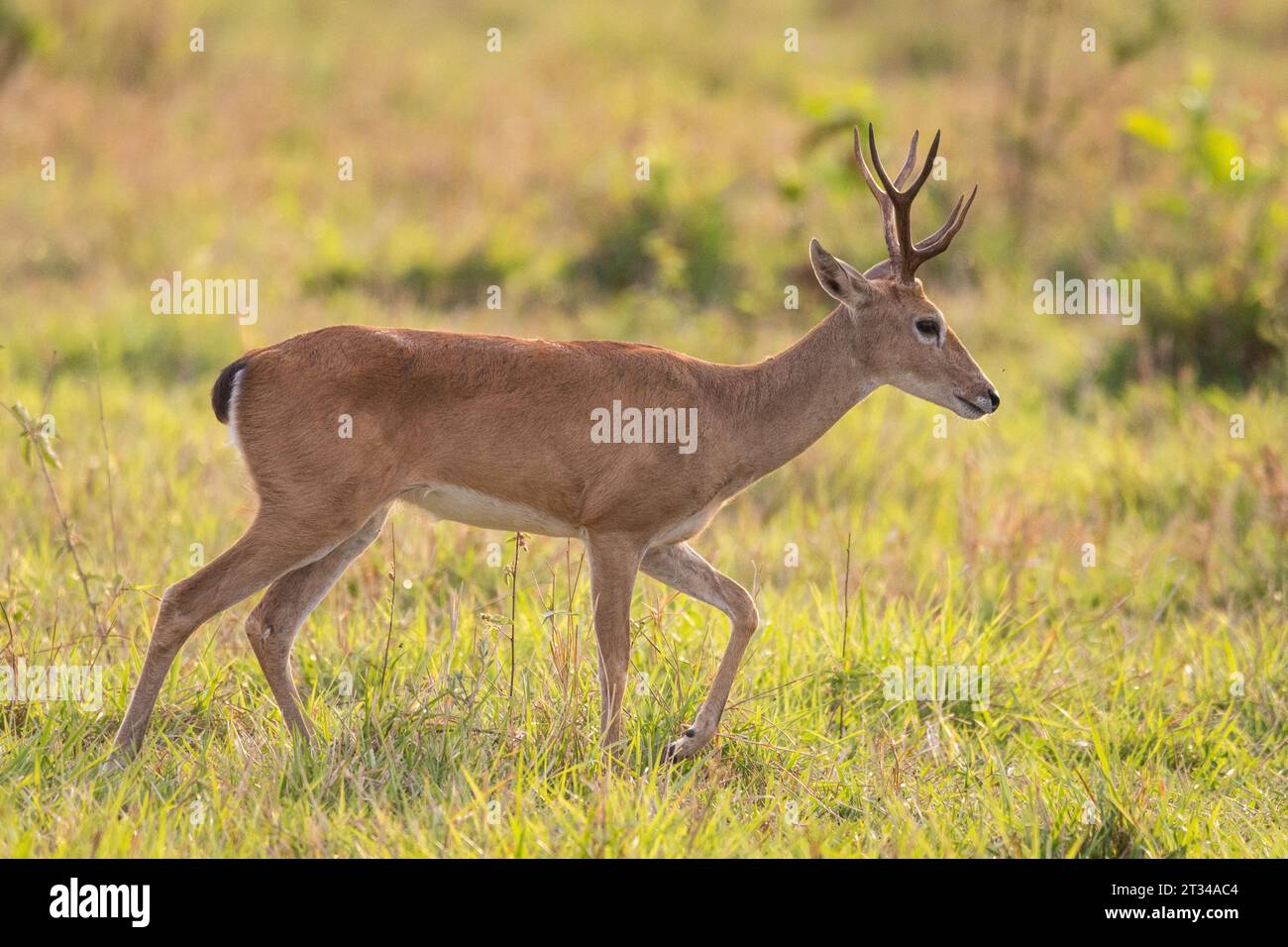 Pampas deer in the fields of the Brazilian Pantanal of Miranda Stock Photo