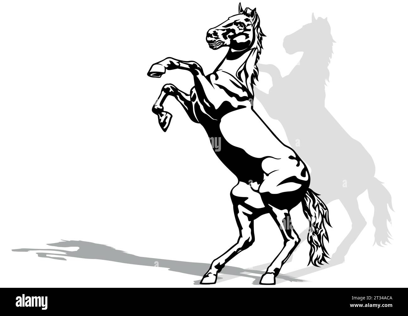 Drawing of Rising Horse Stock Vector