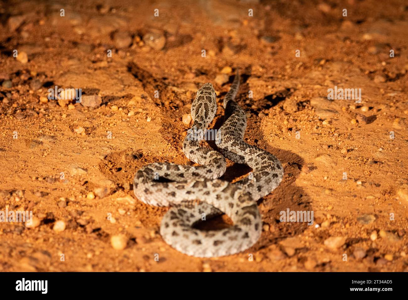 View to Mato Grosso Lance Head snake on the ground in the Pantanal Stock Photo