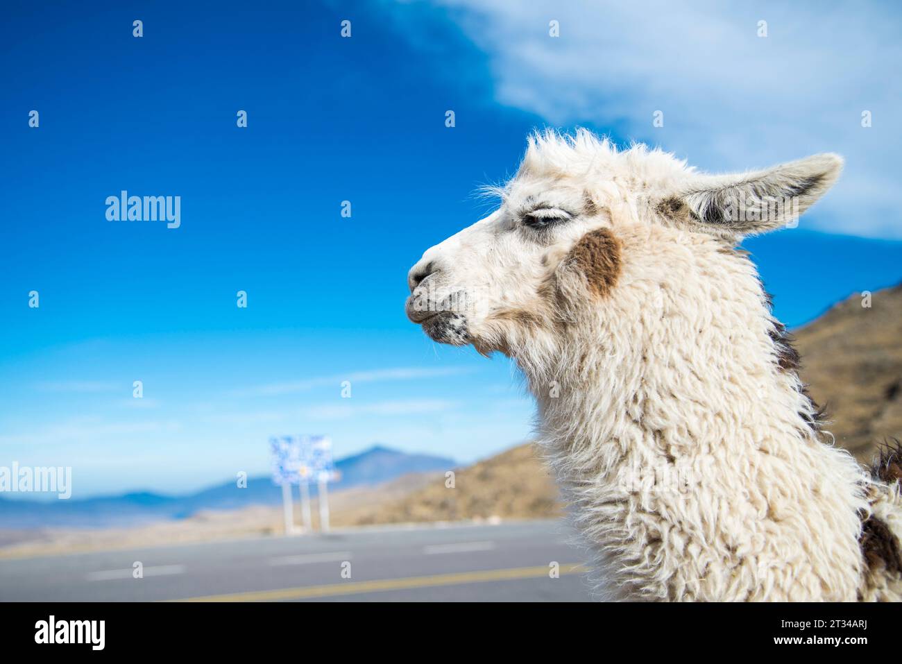 Llama close-up in the heights of Tucumán, Argentina Stock Photo