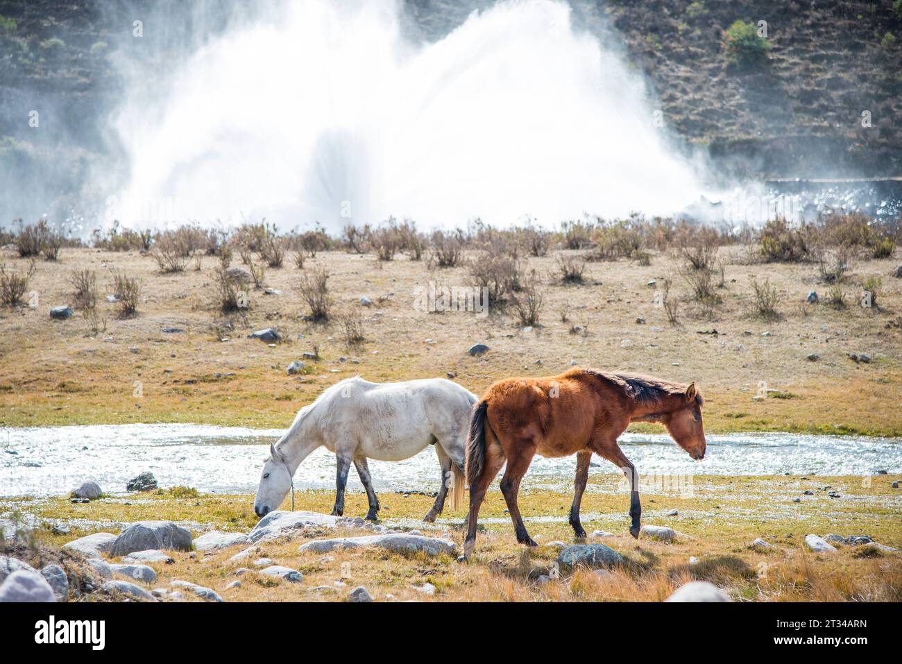 Wild horses grazing on the edge of a dam in Tucumán, Argentina Stock Photo