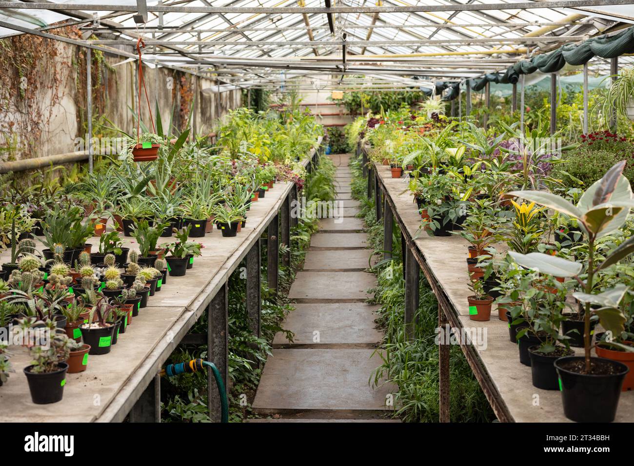 Potted plants on shelves in a greenhouse Stock Photo - Alamy