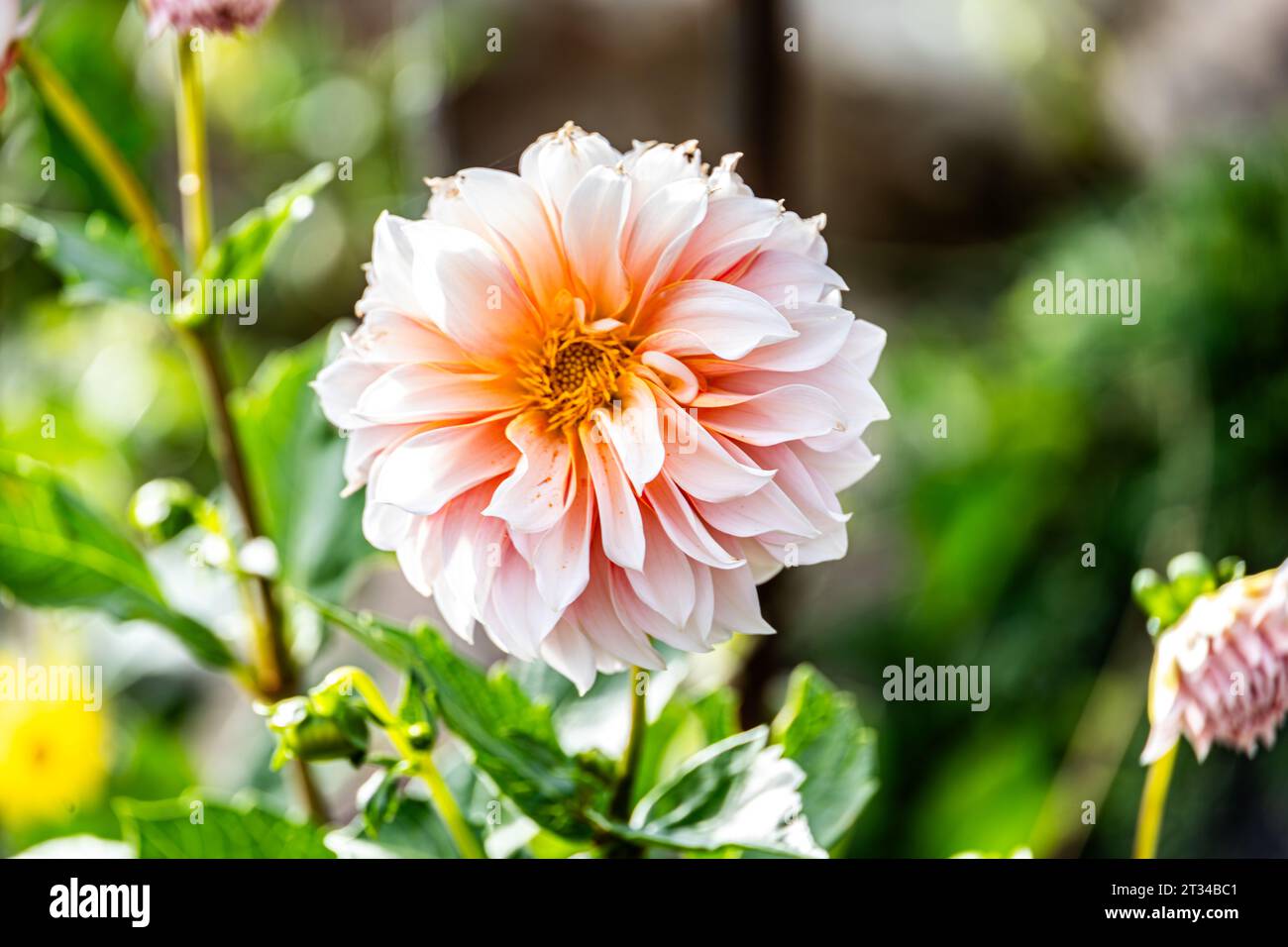 A focused view of a Dahlia in flower in soft pink tones Stock Photo