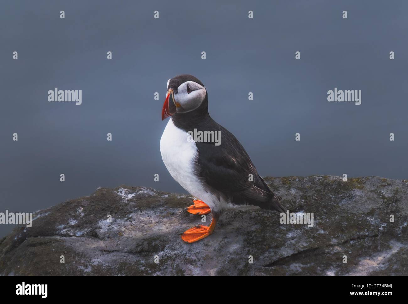 Atlantic puffin on the island of Runde in the Norway Stock Photo