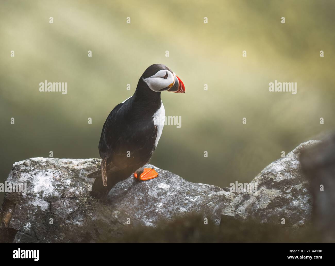 Atlantic puffin on the island of Runde in the Norway Stock Photo