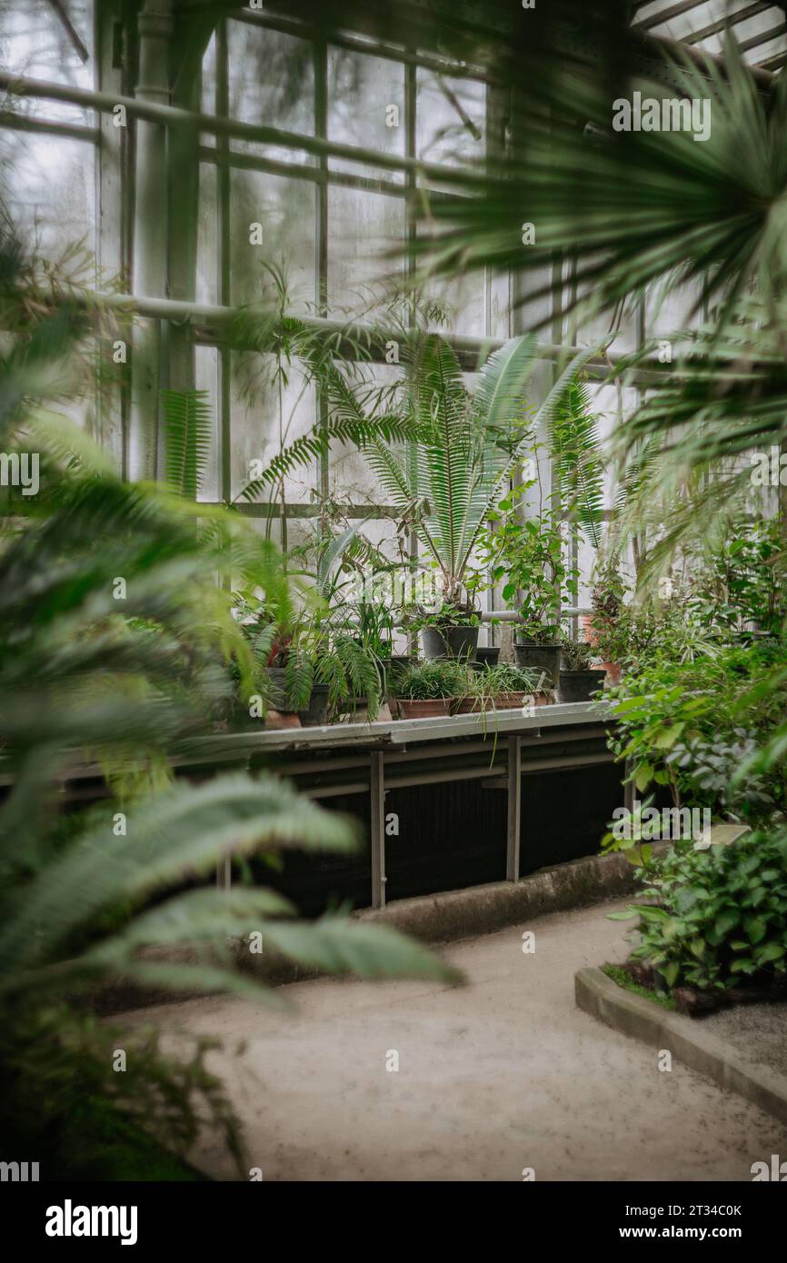palm trees in tropical area in greenhouse botanical garden Stock Photo ...