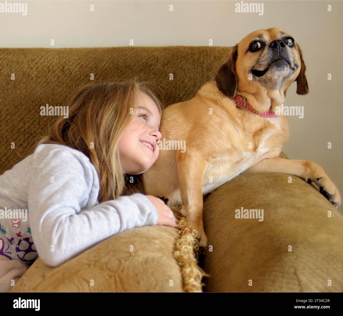 Little girl smiling with Puggle dog on couch Stock Photo