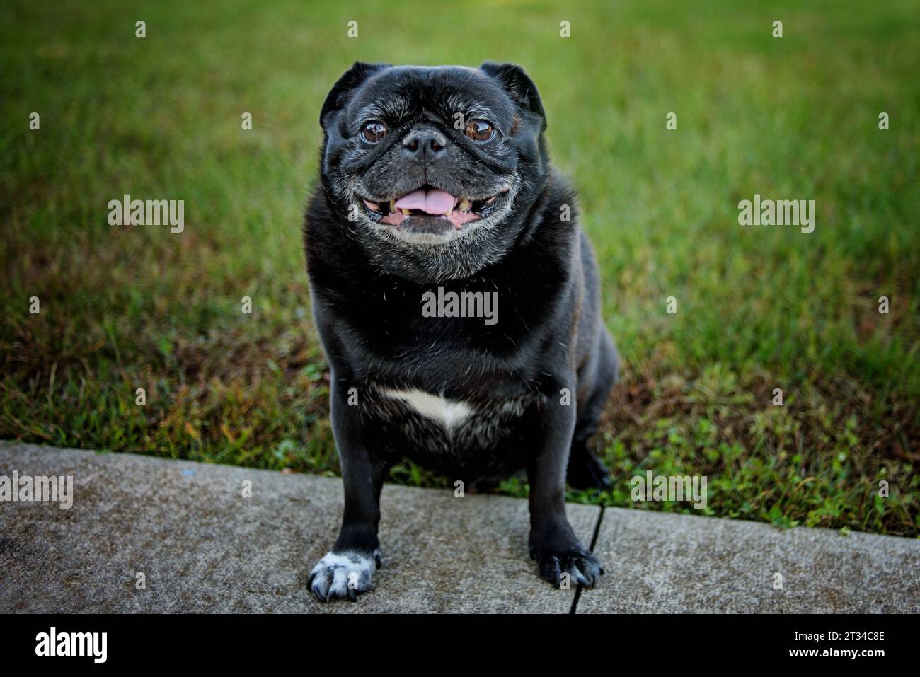 Black pug sitting in green grass smiling and panting Stock Photo