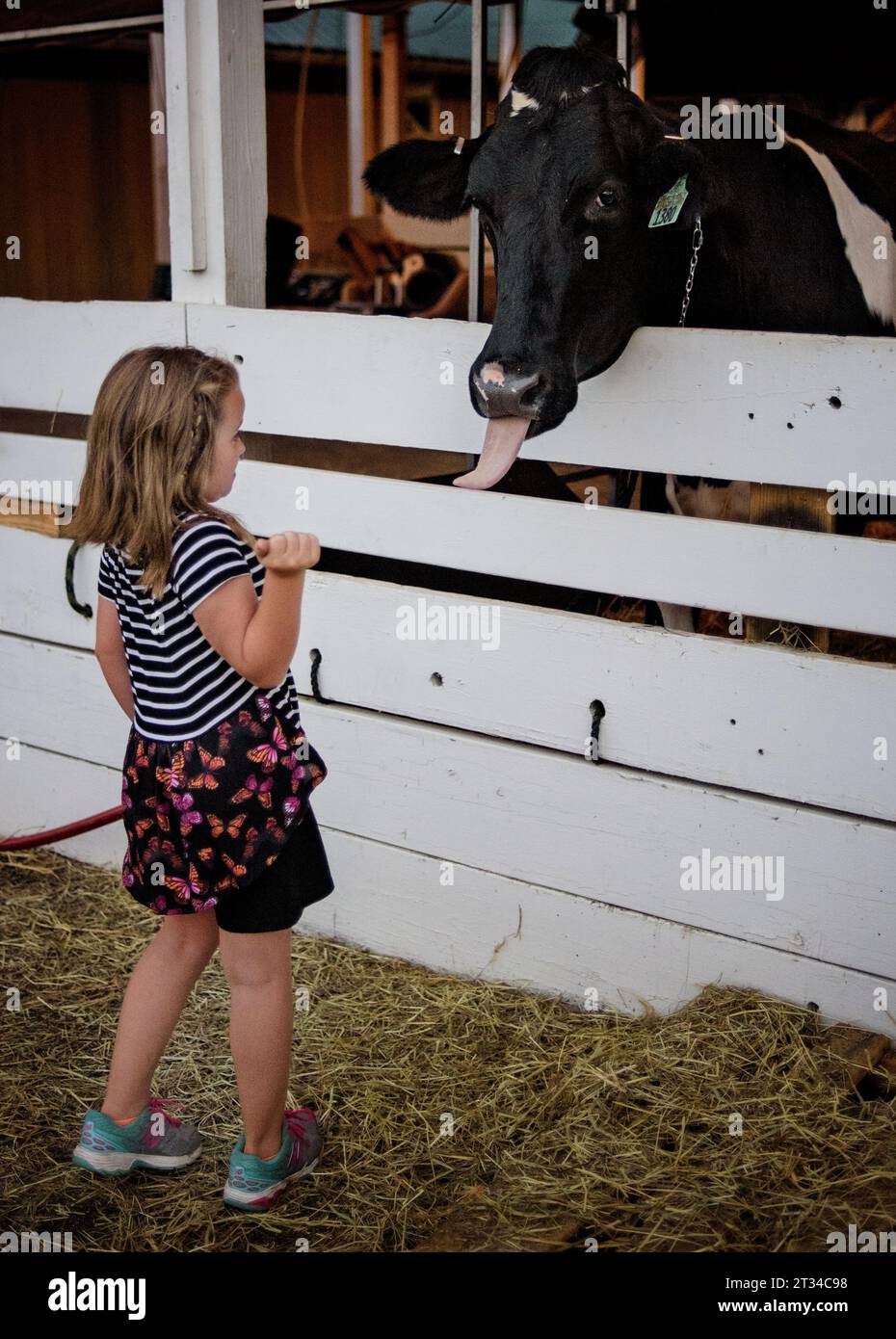 Cow sticking out tongue at little girl in white barn Stock Photo