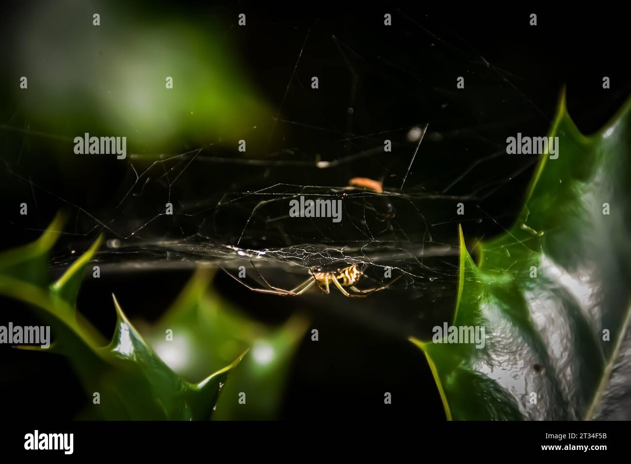 Close-up shot of a European garden spider in a spider web. Stock Photo