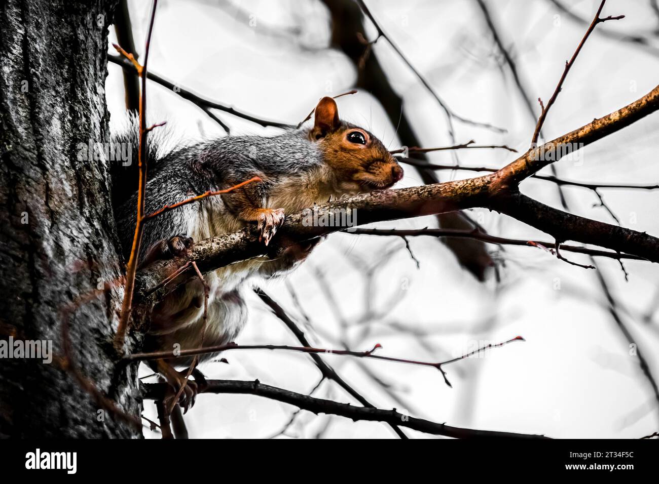 London, UK, Squirrel in an autumn afternoon at Hampstead Heath. Stock Photo
