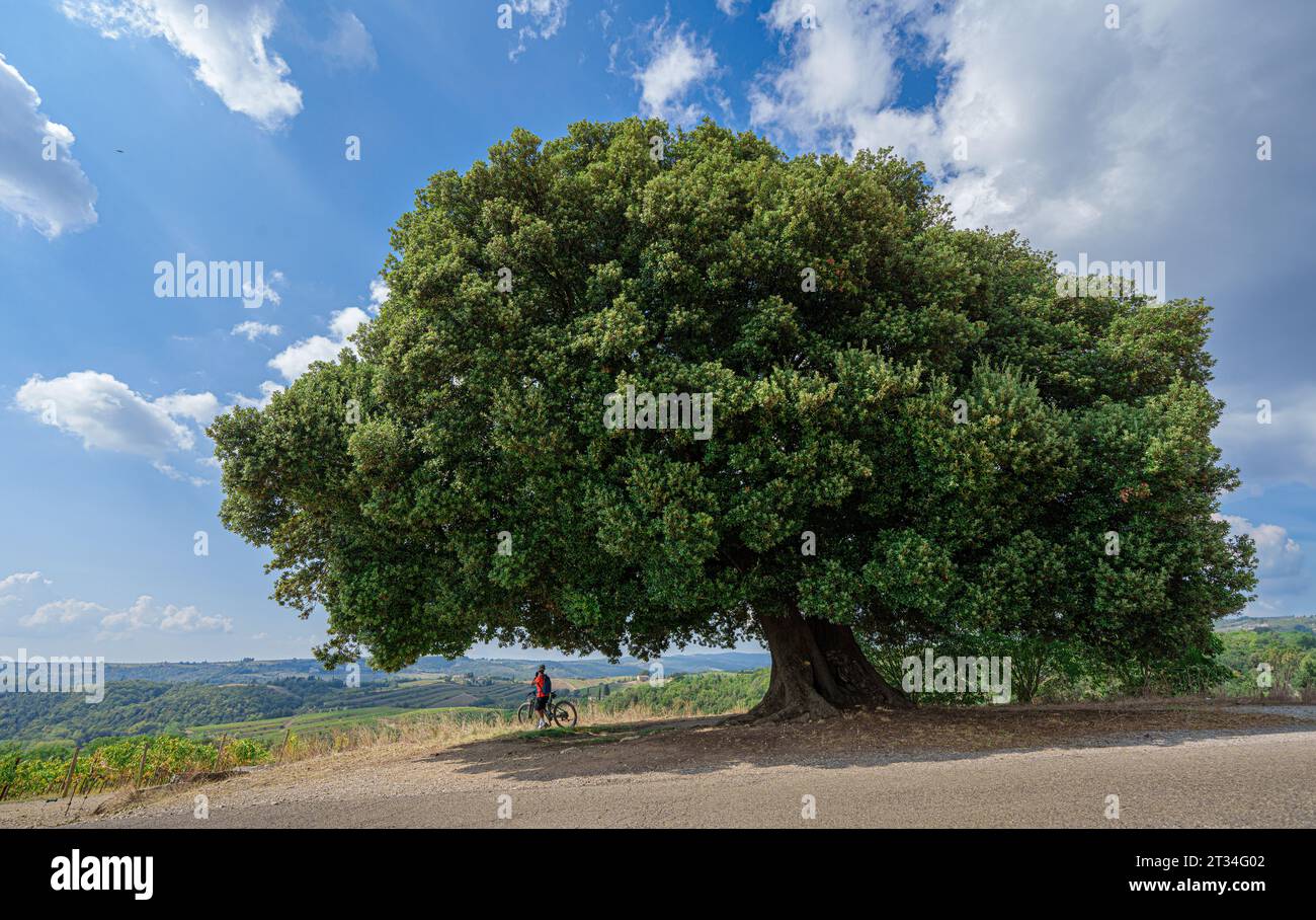 nice senior woman riding her electric mountain bike below a huge stone oak tree in the chianti Area of Tuscany, Italy Stock Photo