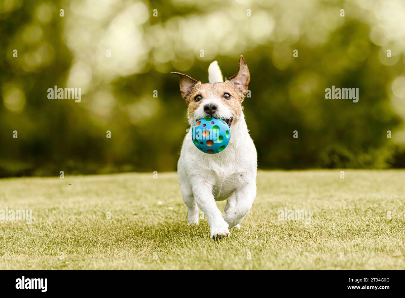 Happy dog playing with a pet toy ball training to fetch and retrieve