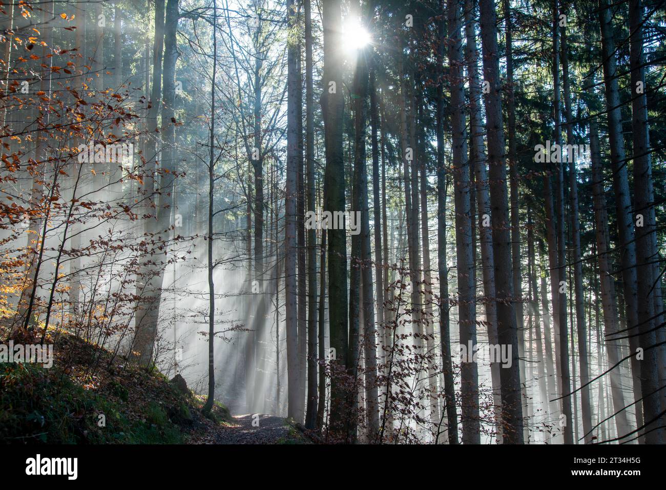 A forest with trees, fog and backlight Stock Photo