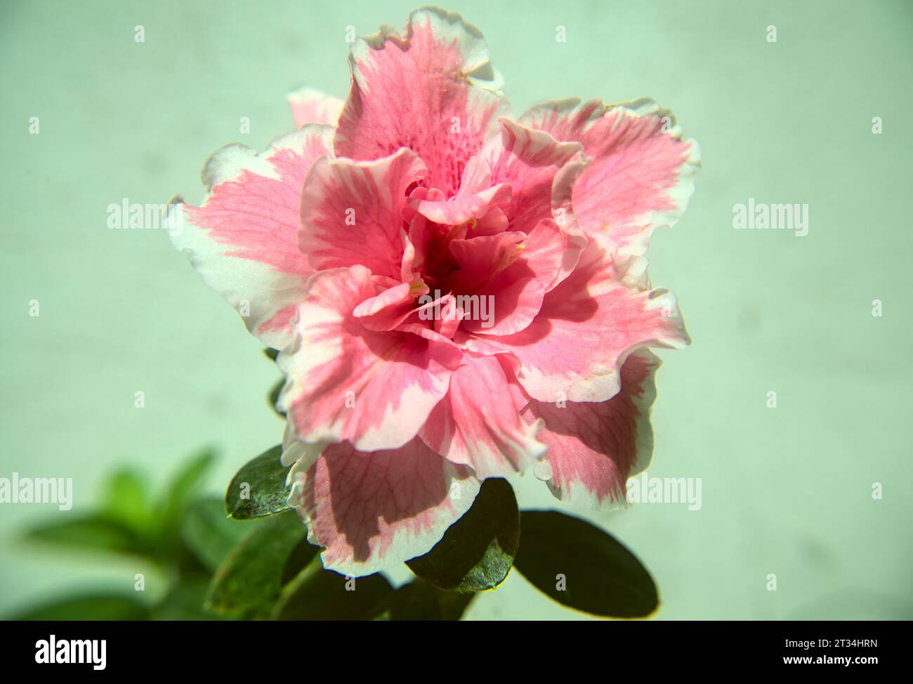 Azalea rhododendron in bloom seen up close Stock Photo