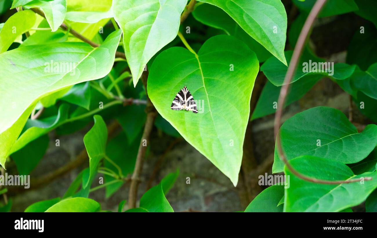 Black white Jersey Tiger moth sitting on green leaf of climbing plant at Kew Gardens Richmond in summer London England UK Great Britain  KATHY DEWITT Stock Photo