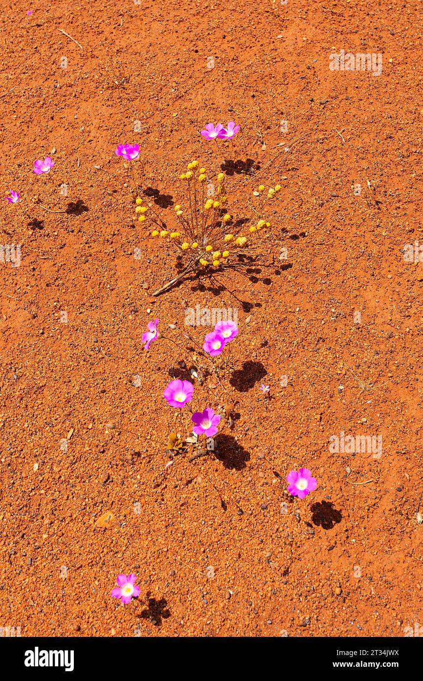 Parakkela (Portulacaceae family) wildflowers in spring during desert bloom near Wiluna, Western Australia, Australia Stock Photo