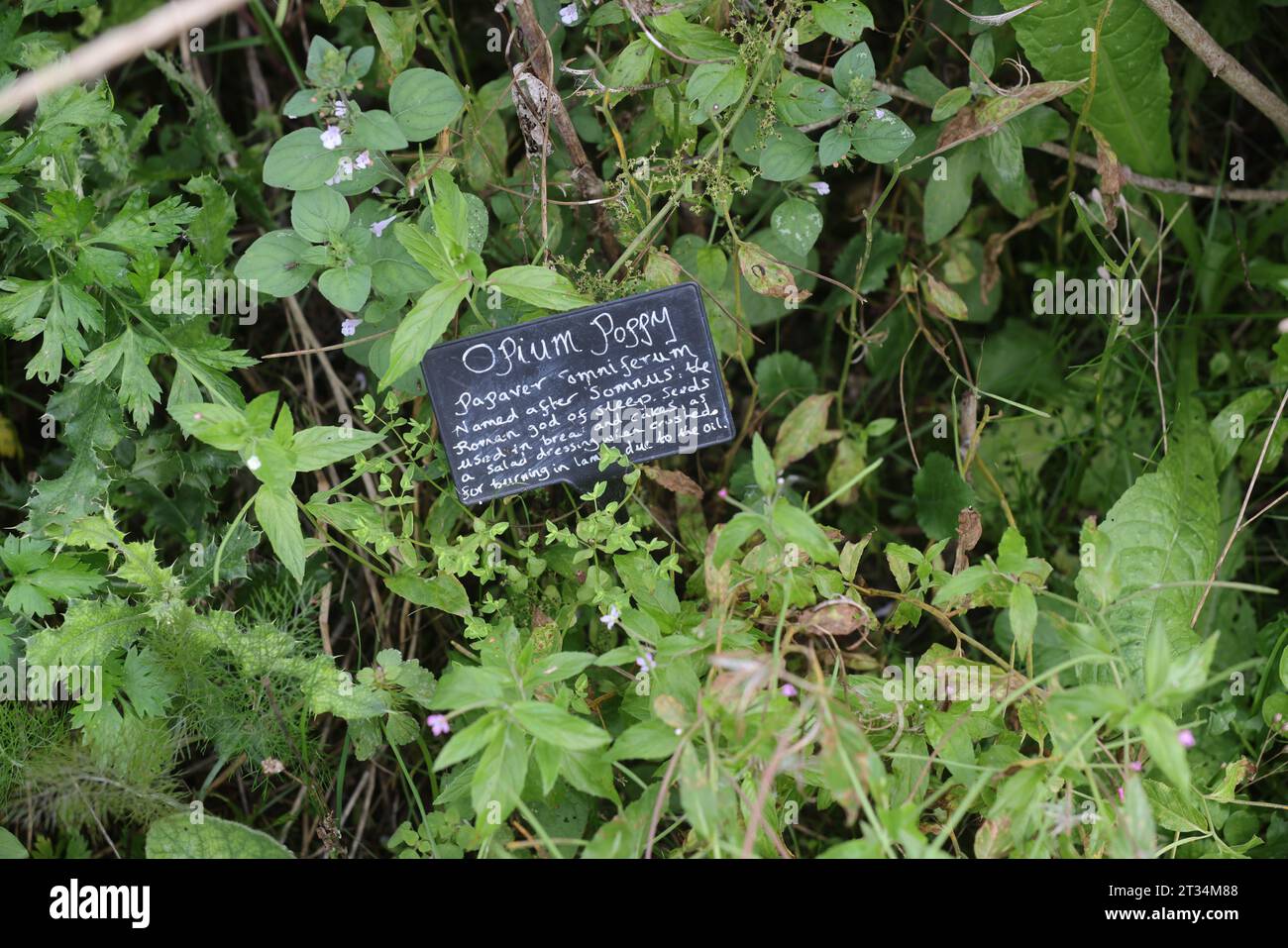 A selection of plant labels pictured next to growing plants at the Weald & Downland Museum in Chichester, West Sussex, UK. Stock Photo