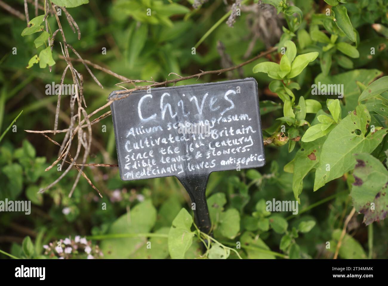 A selection of plant labels pictured next to growing plants at the Weald & Downland Museum in Chichester, West Sussex, UK. Stock Photo