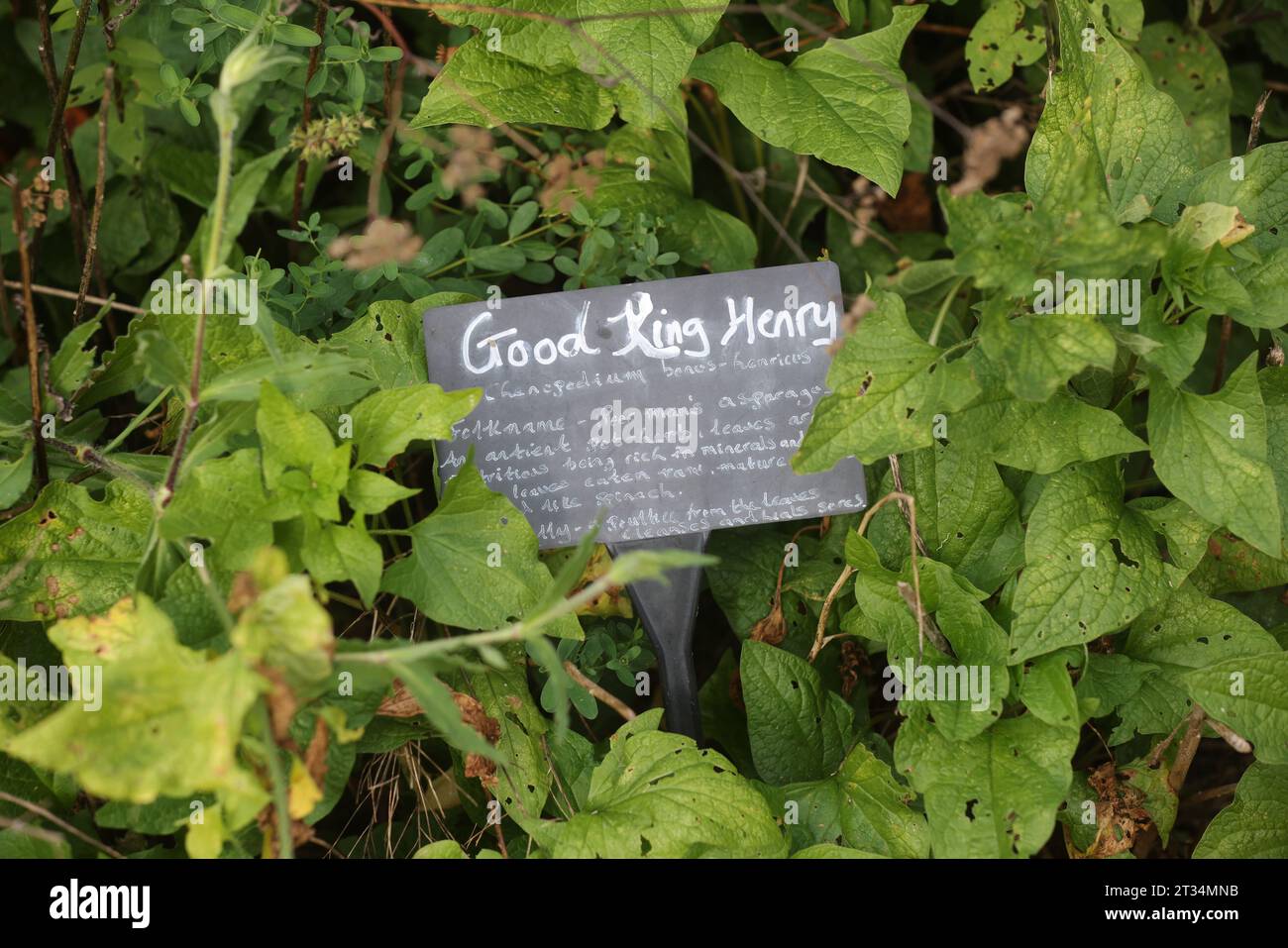 A selection of plant labels pictured next to growing plants at the ...