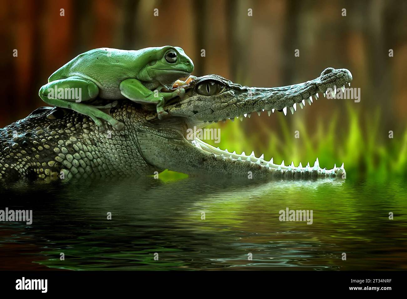Frog on crocodile INDONESIA CAPTIVATING images show a saltwater