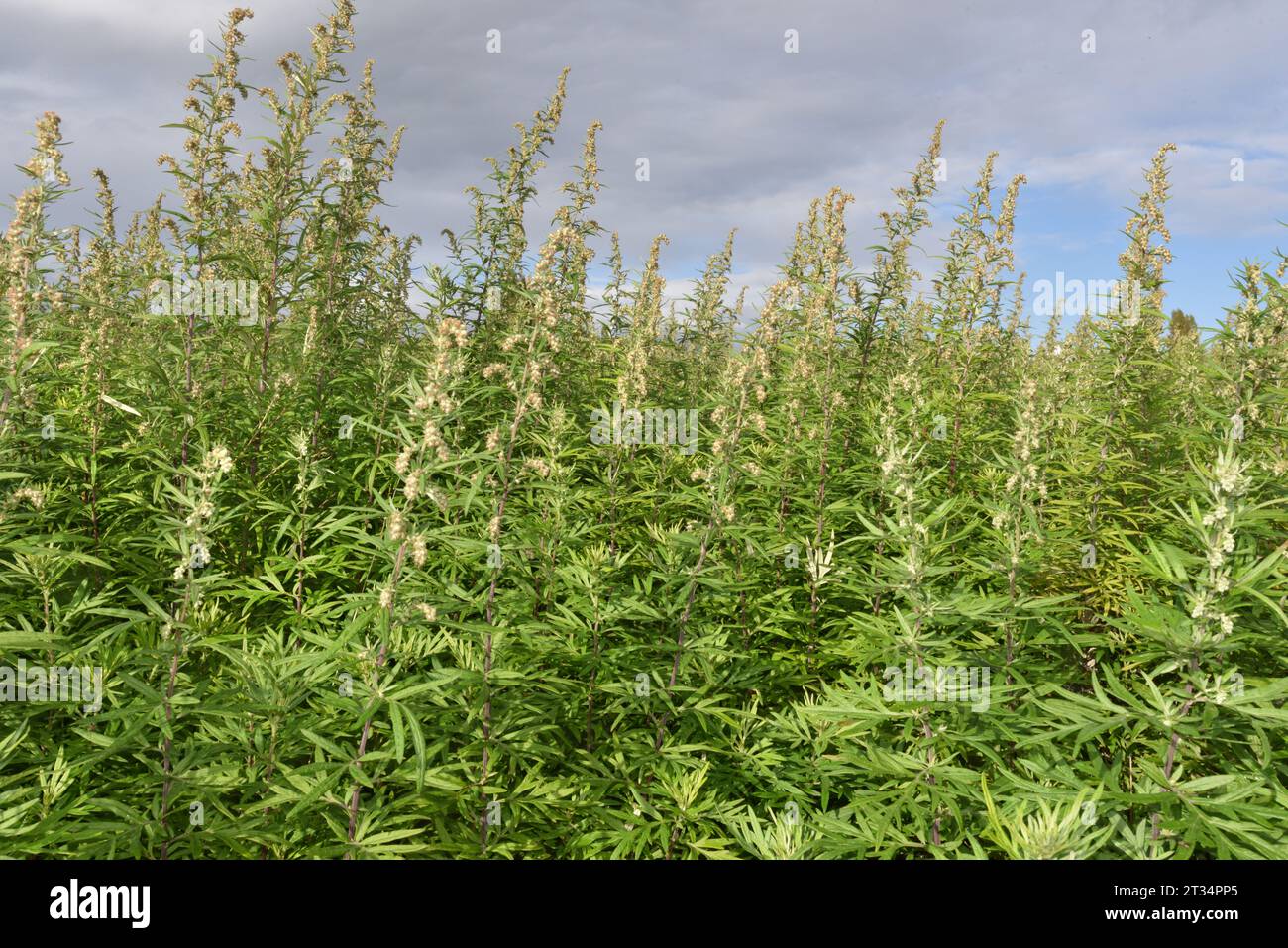 Chinese mugwort artemisia verlotiorum hires stock photography and