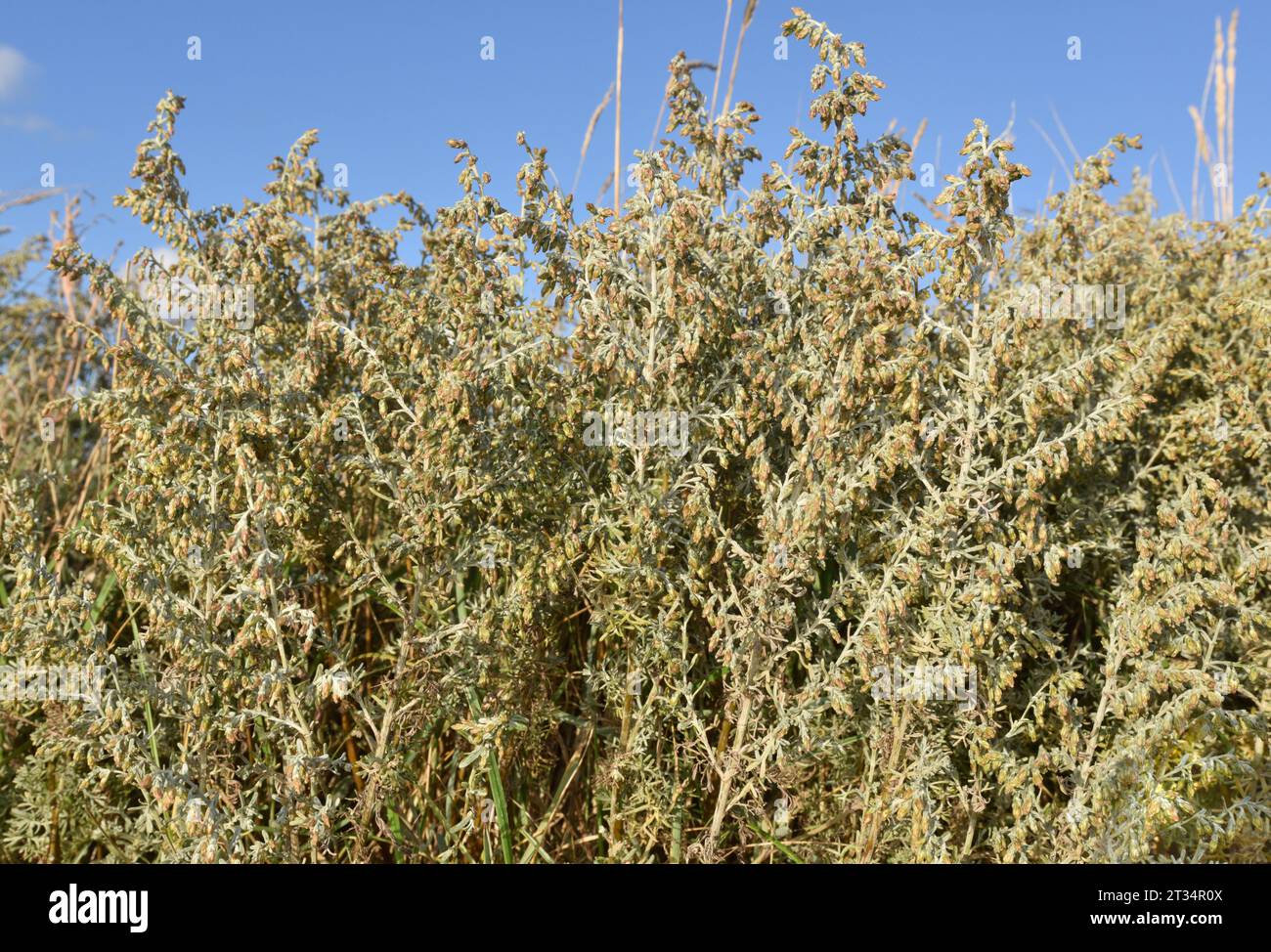 Sea Wormwood - Artemisia maritima Stock Photo