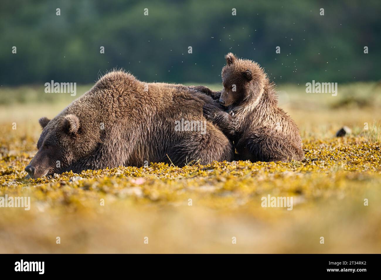 Bear family in ALASKA THE CUTEST images of Kodiak cubs hunting and playing with each other were