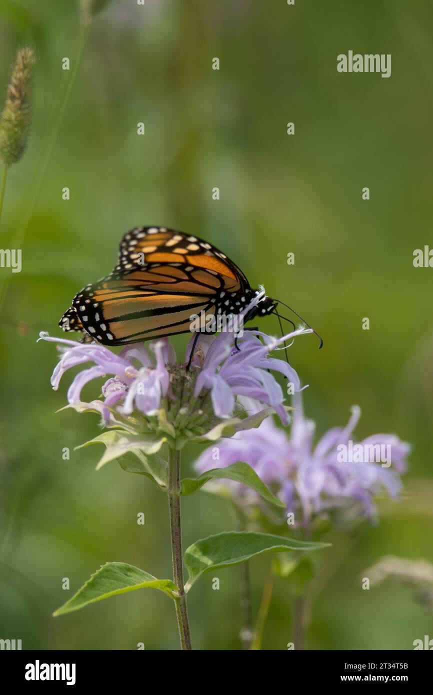 Monarch Butterfly on purple wildflowers Stock Photo - Alamy