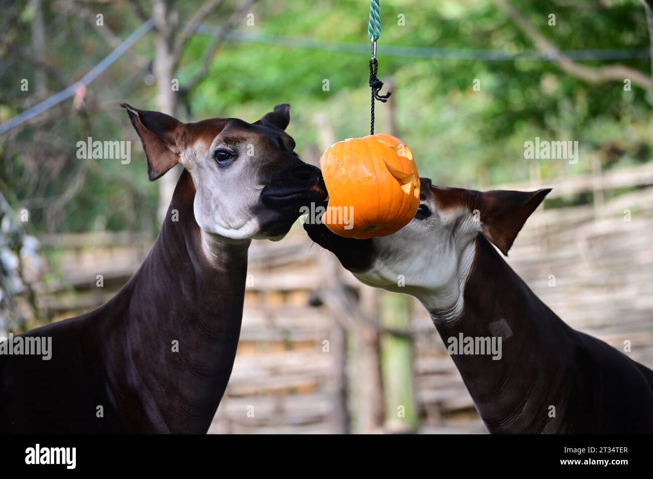 London, UK. 23rd Oct, 2023. okapis carved pumpkins stuffed with their ...