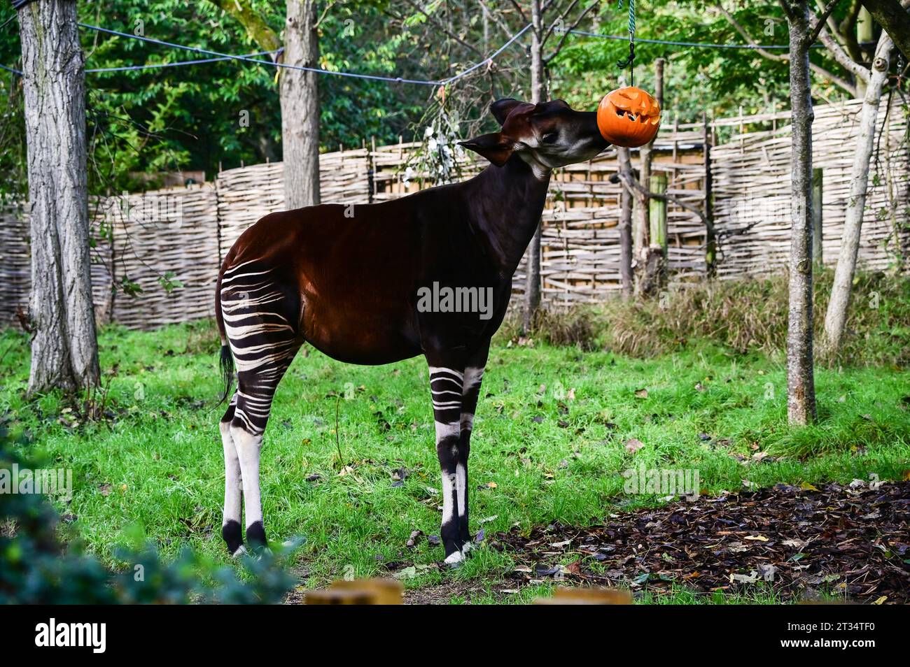 London, UK. 23rd Oct, 2023. okapis carved pumpkins stuffed with their ...