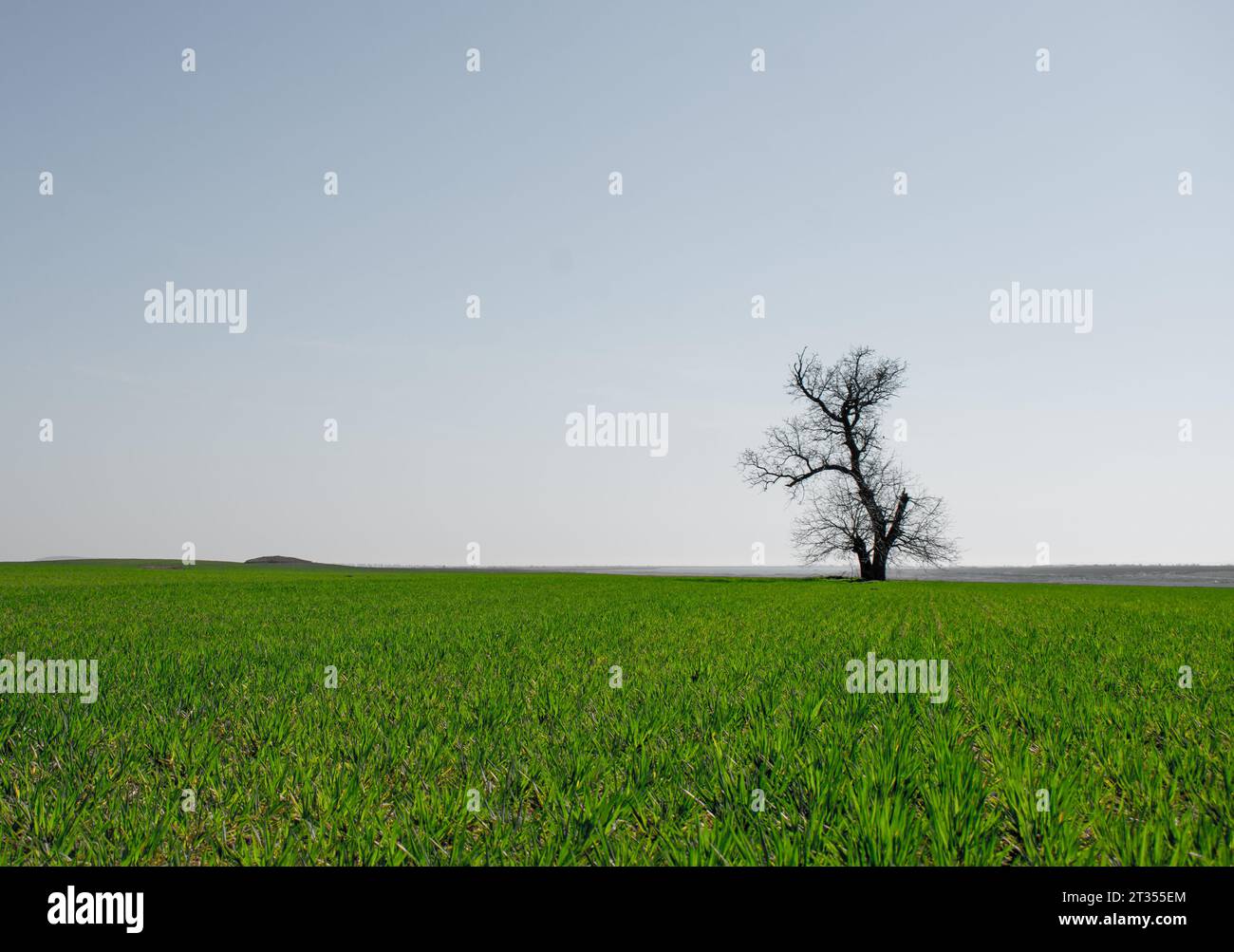 Lonely valley oak tree hi-res stock photography and images - Alamy