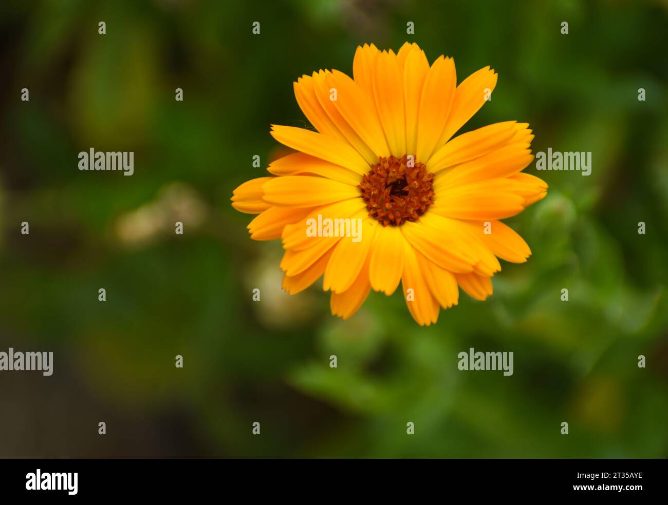 Beautiful flowers of Calendula officinalis blooming in the garden Stock