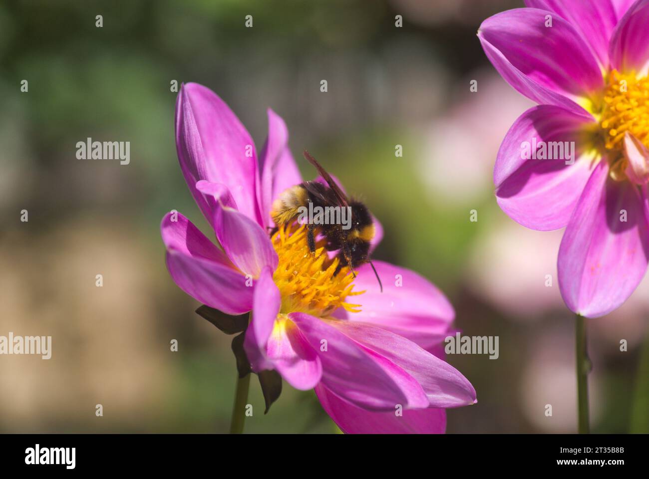 Bumble Bee gathering pollen from bright pink and yellow dahlia flower heads against a green background.  Macro photograph.  Central Scotland, UK Stock Photo