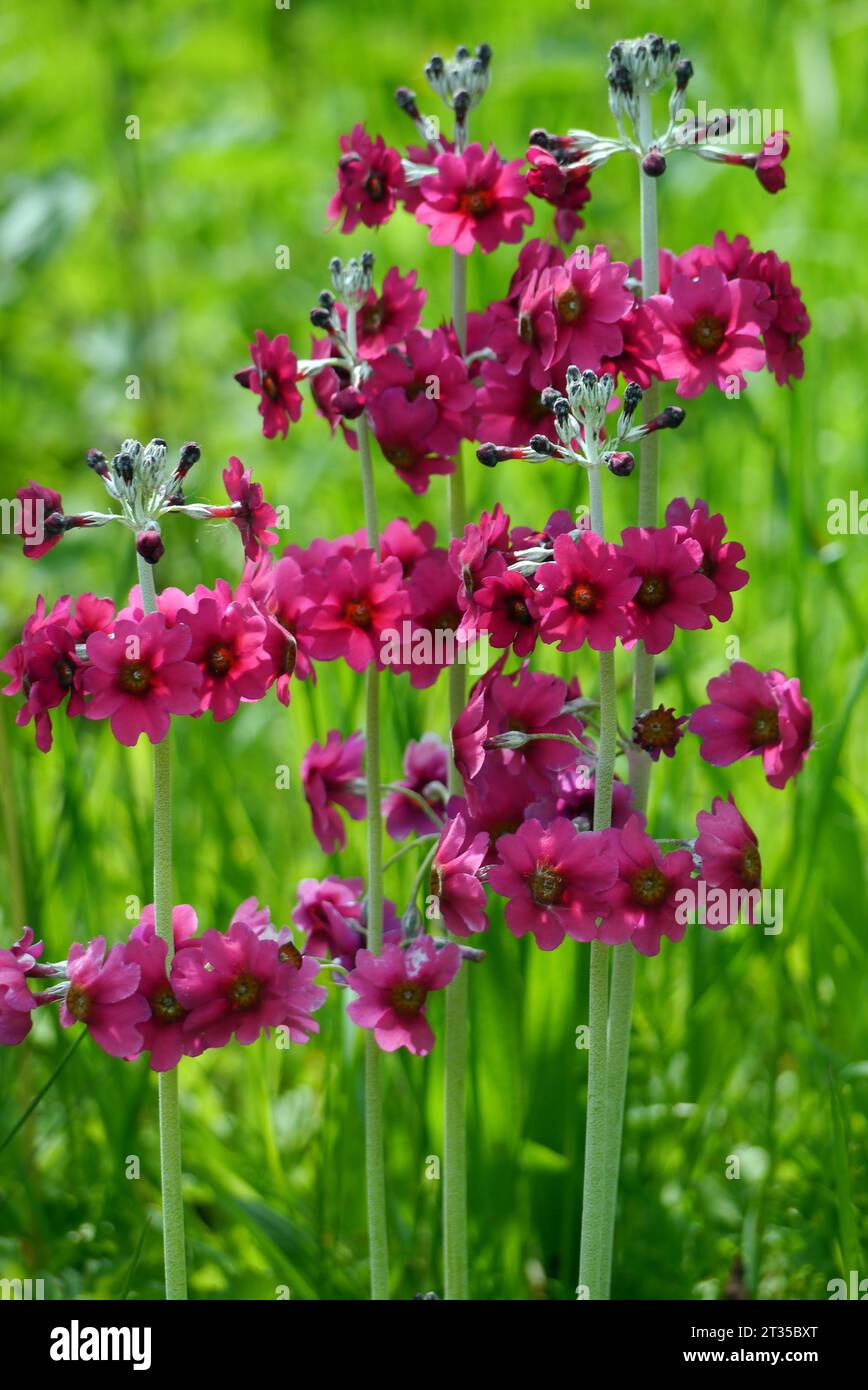 Red Candelabra Primrose (Primula Beesiana) grown in the Himalayan Garden & Sculpture Park, North Yorkshire, England, UK. Stock Photo