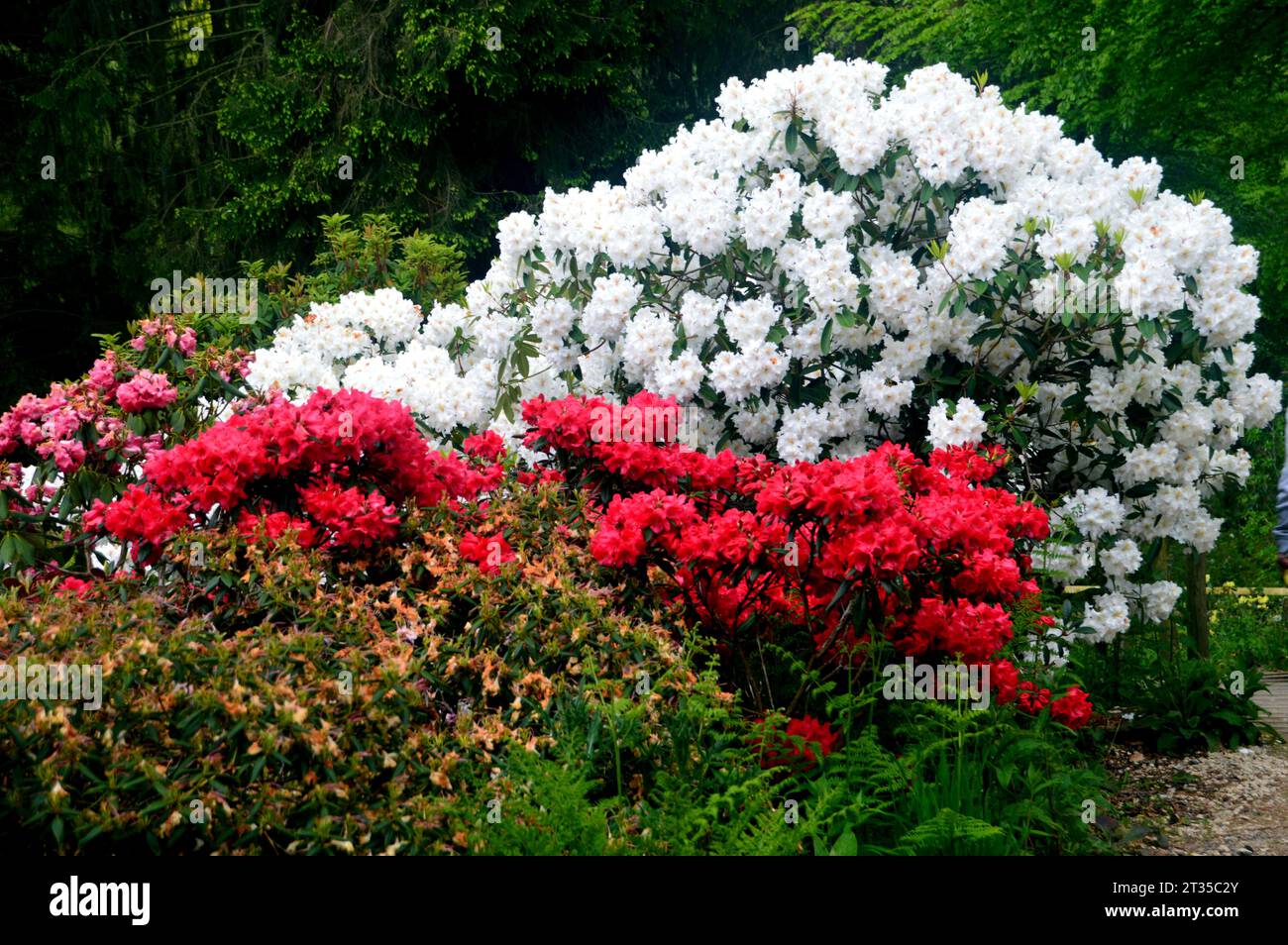 Red & White Rhododendron/Azalea (Ericaceae) Shrubs by a Footpath  in the Himalayan Garden & Sculpture Park, North Yorkshire, England, UK. Stock Photo