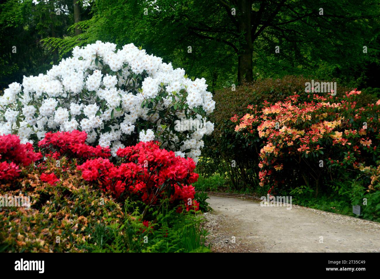 Red & White Rhododendron/Azalea (Ericaceae) Shrubs by a Footpath  in the Himalayan Garden & Sculpture Park, North Yorkshire, England, UK. Stock Photo