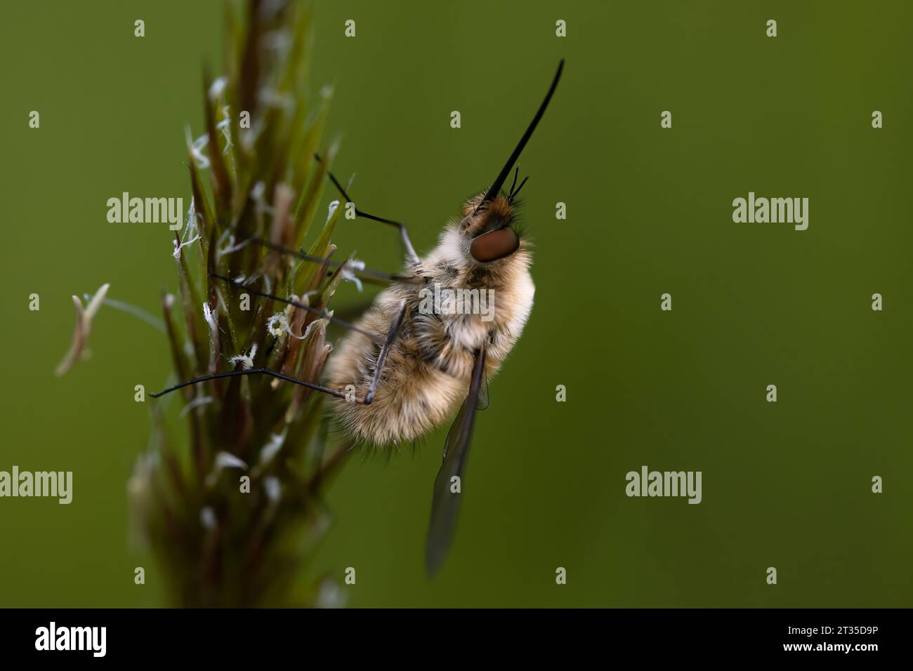 bumble bee fly, bombylyus major, perched on a grass. horizontal macro shot with green background, neat composition. nature, fauna. Copy space. Stock Photo
