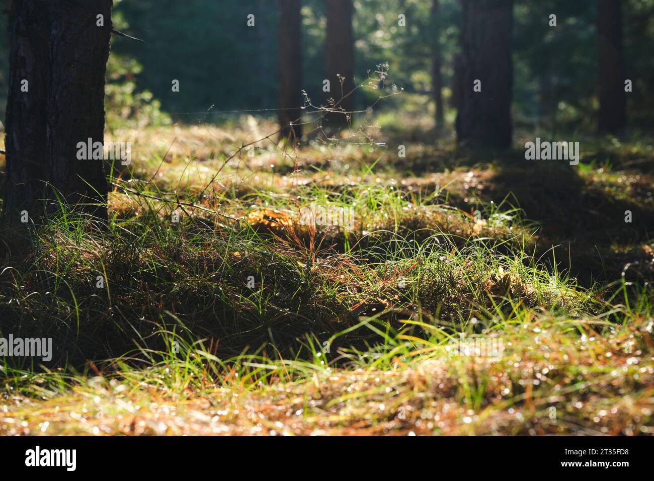 Forest landscape, long shadows from trees against background setting sun Stock Photo