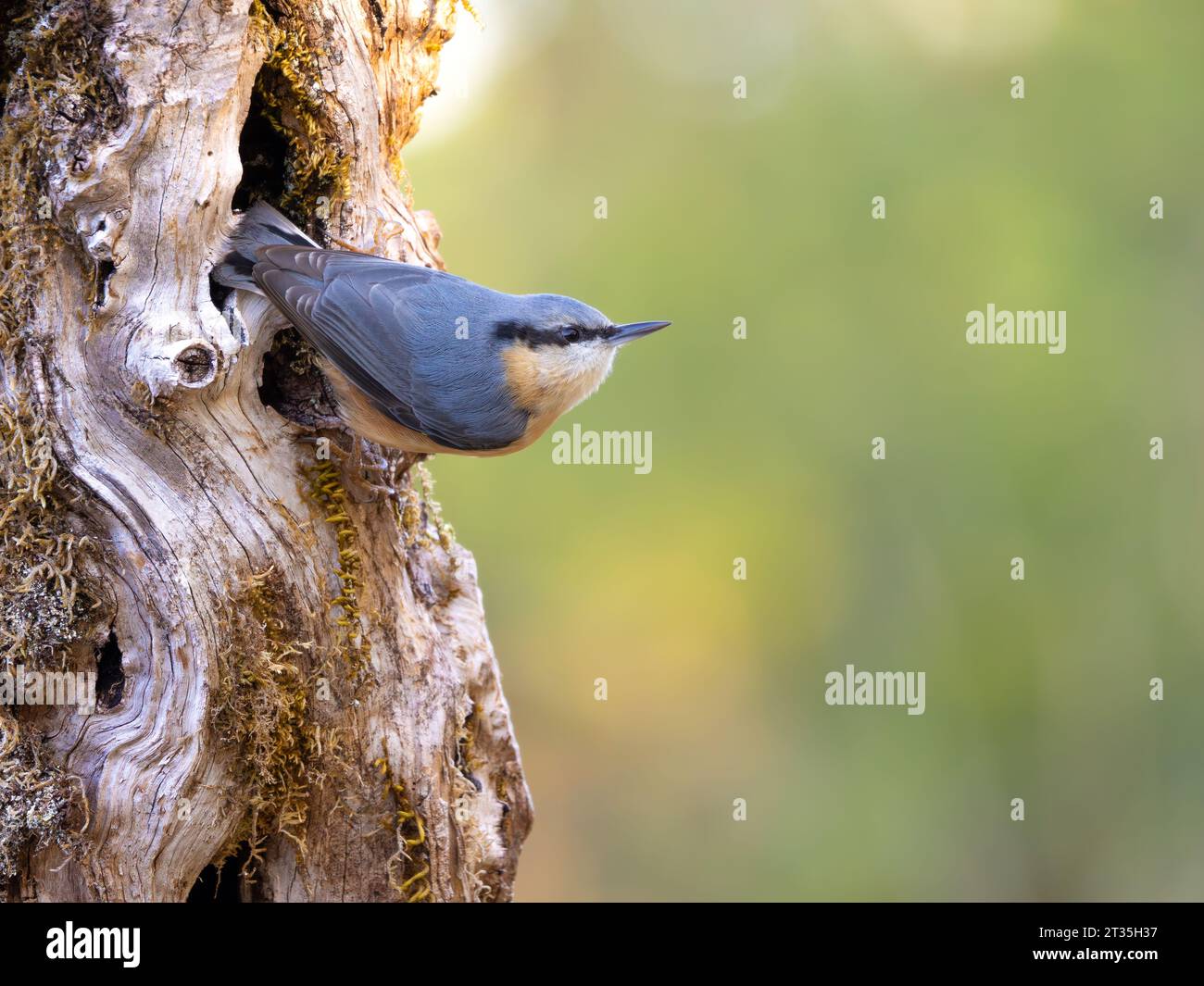 Eurasian Nuthatch (Sitta europaea), perched on tree with deciduous woodland backdrop. Stock Photo