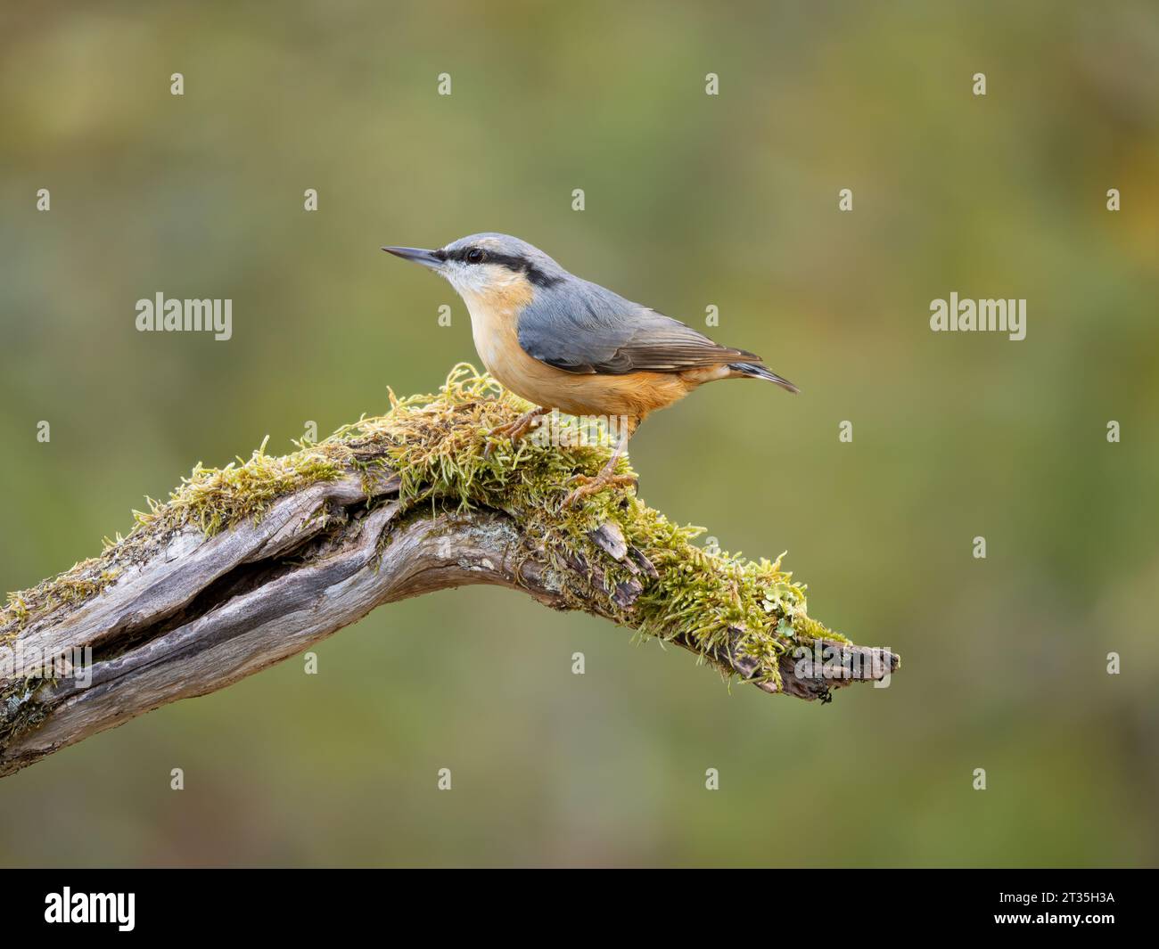 Eurasian Nuthatch (Sitta europaea), perched on mossy branch with deciduous woodland backdrop. Stock Photo