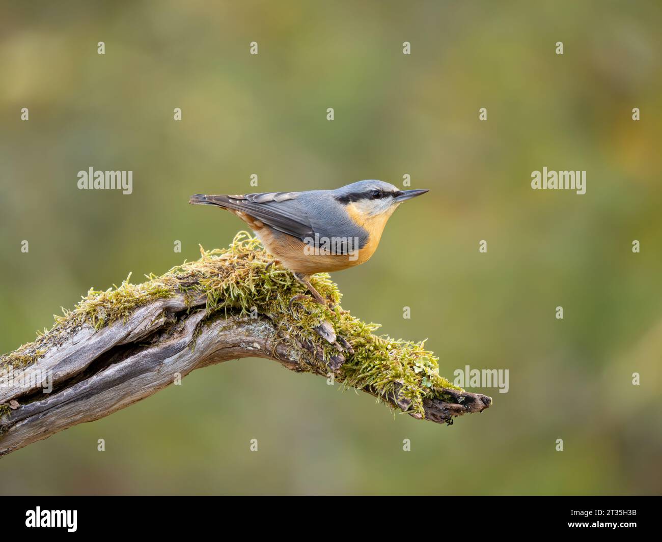 Eurasian Nuthatch (Sitta europaea), perched on mossy branch with deciduous woodland backdrop. Stock Photo