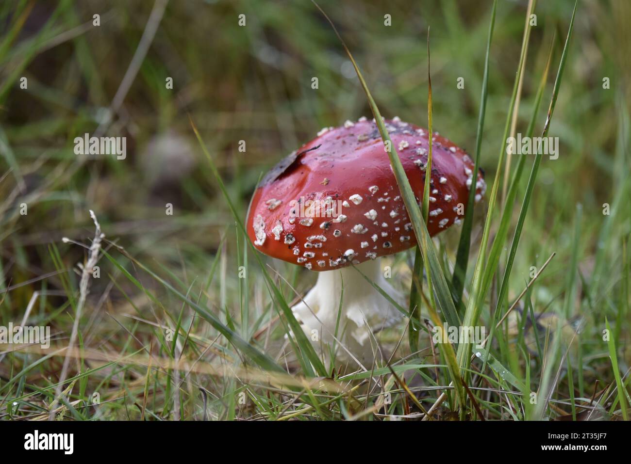 Mature Fly Agaric Mushroom (Amanita muscaria), Deep Red with White Scales and Gills, on a Forest Floor in the UK in October Stock Photo