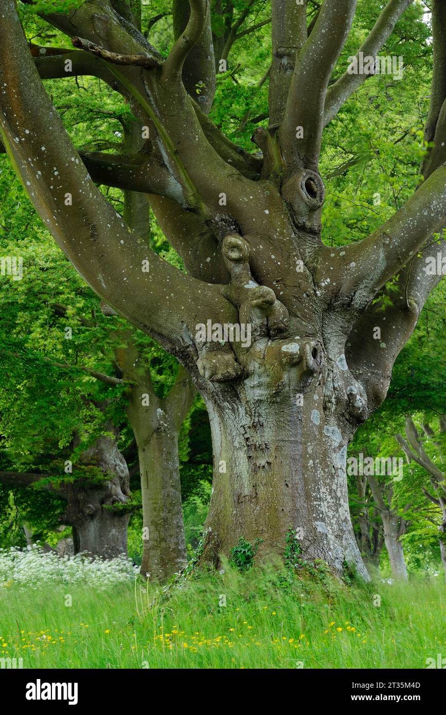 Old trees uk hi-res stock photography and images - Alamy