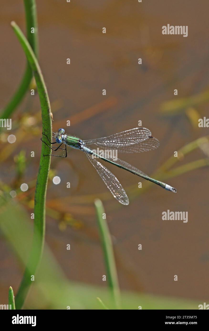 Emerald Damselfly (Lestes sponsa) adult male resting on vegetation ...