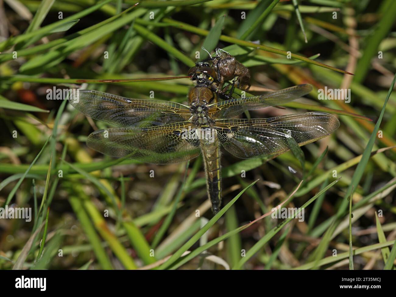 Four-spotted Chasser (Libellula quadrimaculata) freshly emerged adult, drying while resting on exuvia  Eccles-on-Sea, Norfolk, UK.           June Stock Photo