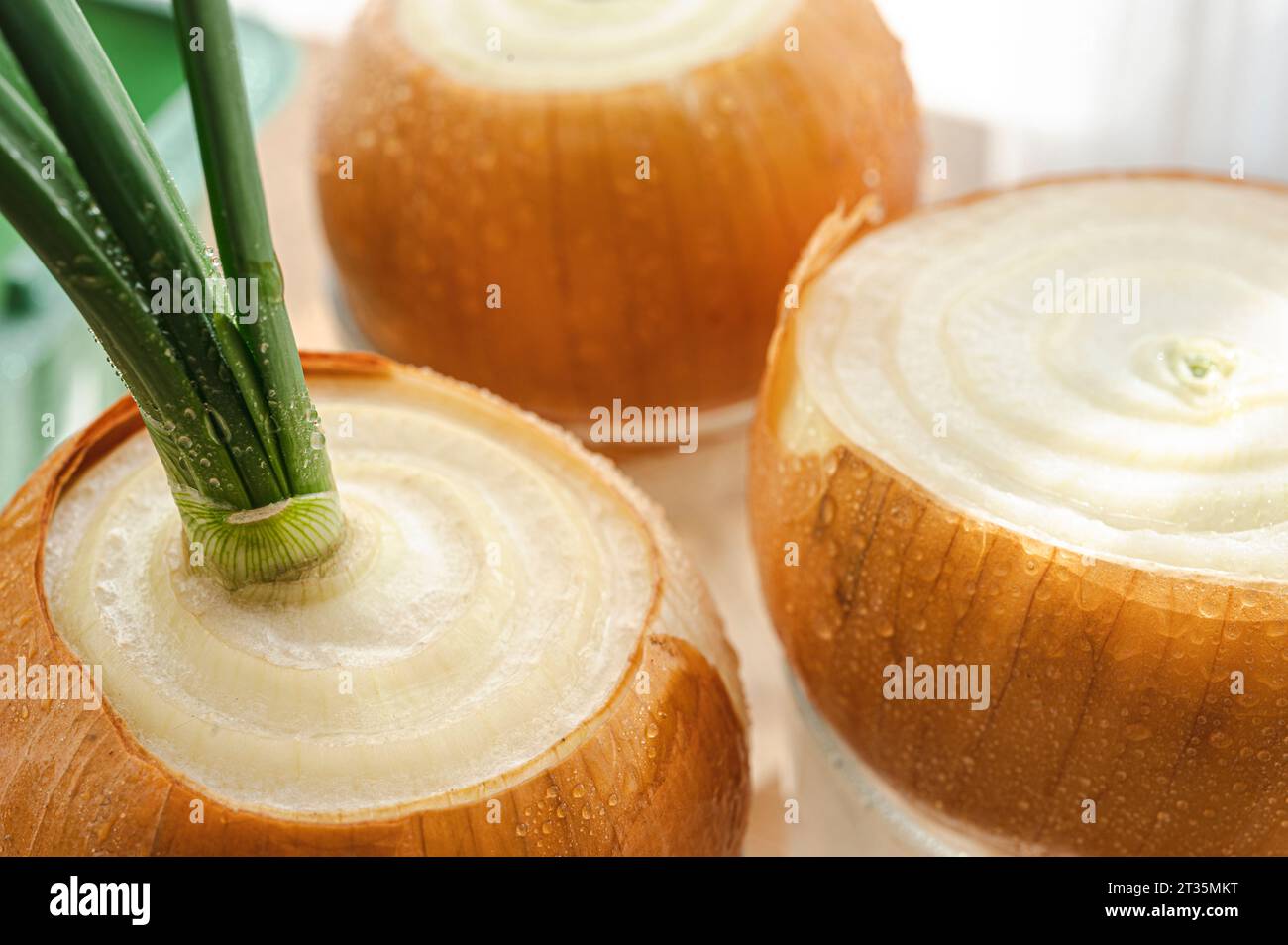 Growing bulb hi-res stock photography and images - Alamy