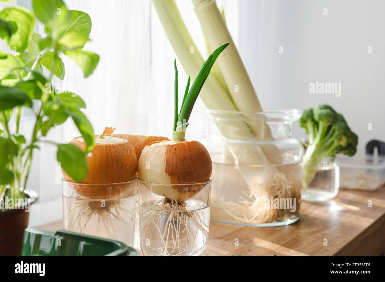 Onions grown in vegetable hi-res stock photography and images - Alamy